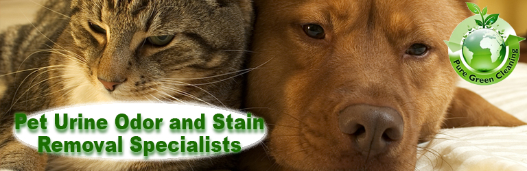 pet urine odor and stain removal in maryland