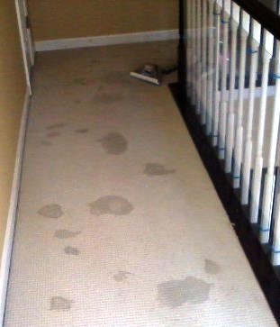 Carpet Cleaning with Pet Damage