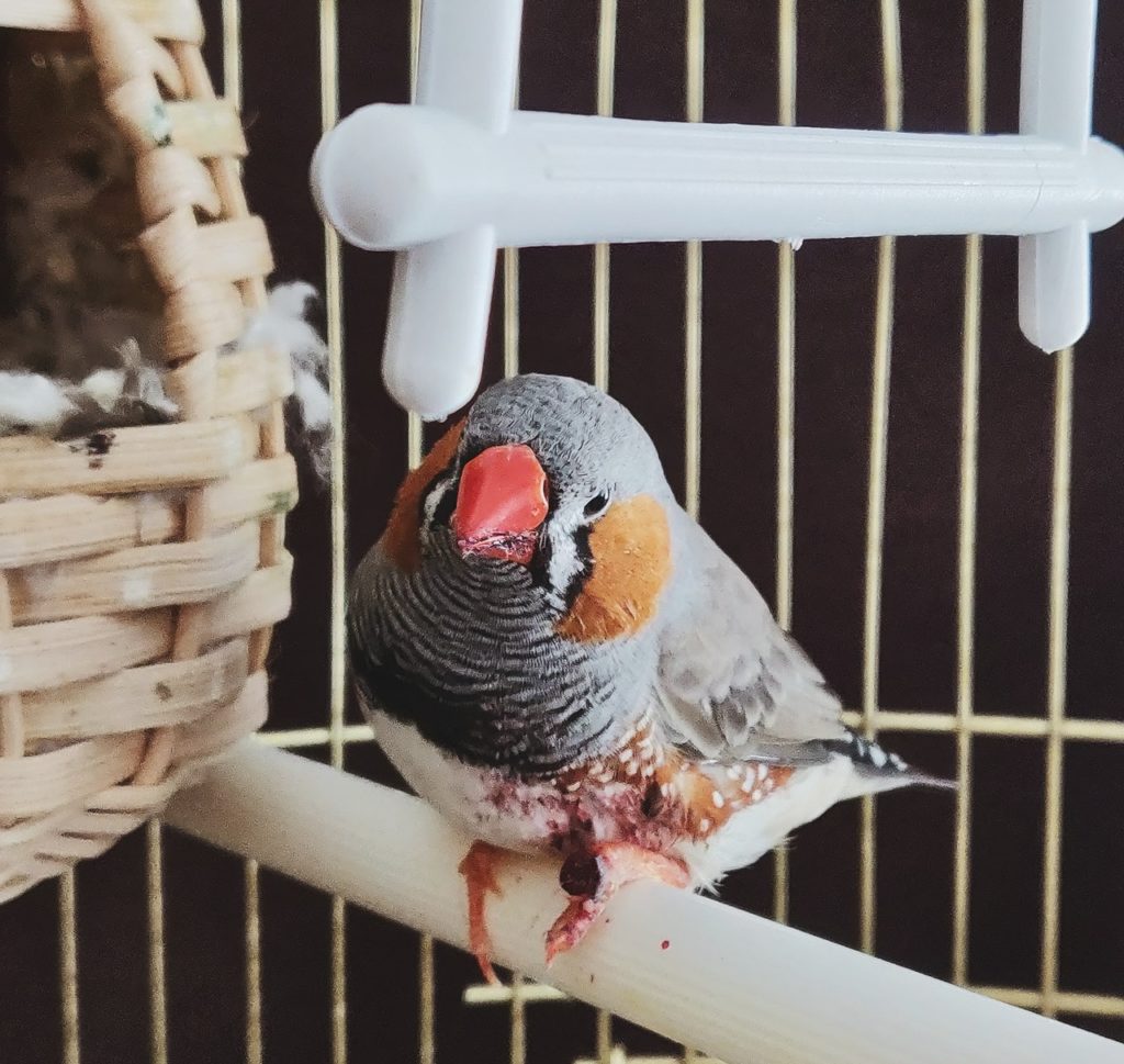 Pet bird in a cage