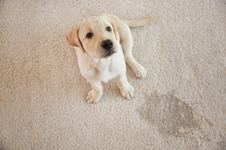 odor removal services in elkridge md