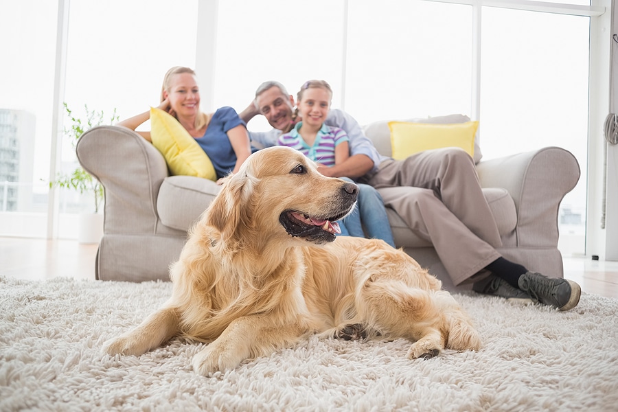 carpet cleaning in elkridge md